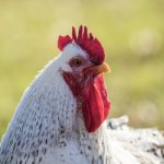 Read more about the article Larangan Mencela Ayam Jantan di dalam Islam