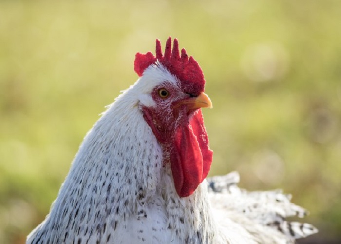 Read more about the article Larangan Mencela Ayam Jantan di dalam Islam