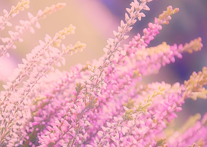Read more about the article Sunnah Memegang Ubun-Ubun Istri Setelah Akad Nikah